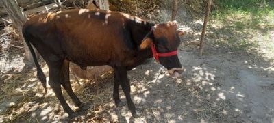 Zoddor buqqa sotiladi