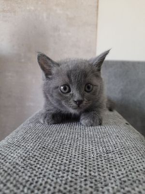 продаётся породистые котята