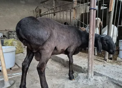 Gisariski tagal sotiladi