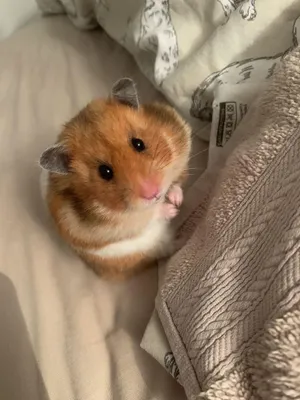 Хомячки(королевские)