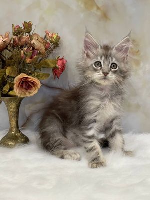 Пропал котёнок. Прошу помогите найти