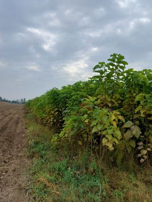 Каталпа бор. Оптом Манзарали кучатлар сотилади