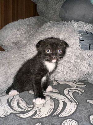 скотиш фолд мушук
