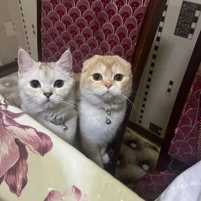 Сдаем кота на вязку