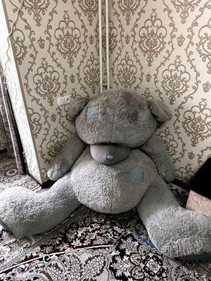 Teddy kotta sotiladi