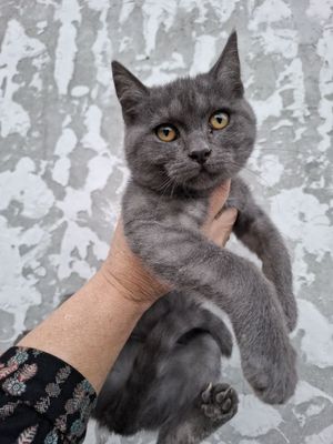 Britanskiy Scottish fold