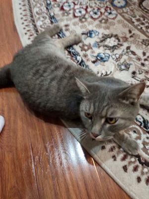 Нашли кота. Ищем хозяина