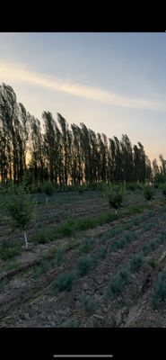 Bog’ sotiladi. Продается фирма на балансе 4.6 гектара Сад Янгийуль