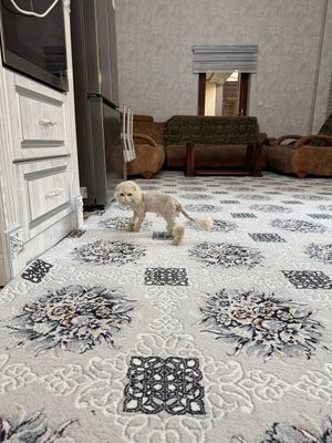 Здоровий и красивый кошка. Пародиялик 6 ойлик мушукча ургатилган.