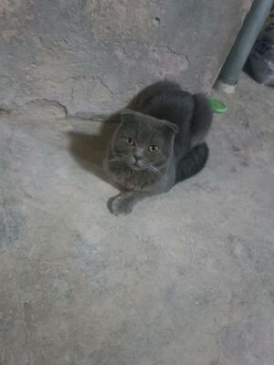 Sotiladi 80000 ming Sirocna Keliwtrb beramiz