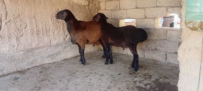 Quchqorlar sotiladi