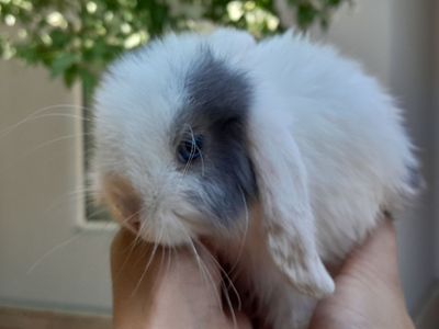 Karlik dekarativniy quyonchala sotiladi