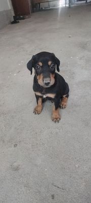 Doberman gold rangidan ham bor