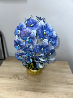 Kotta arxideya O'zbekiston bo'ylab eng arzon narx