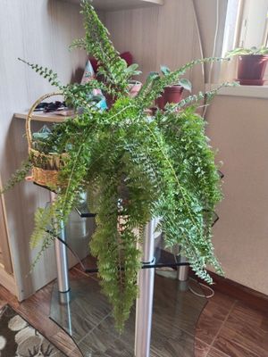 Продается королевский папоротник