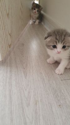 Scottish Fold, devochka