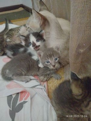 Котята сиамские