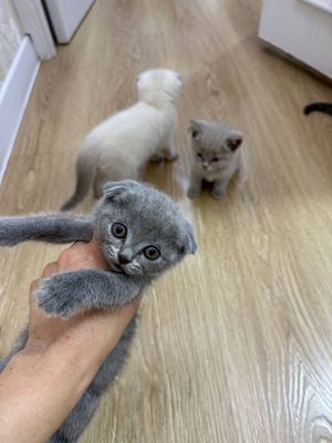 Кошкии, Mushuklar