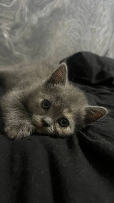 Котёнок скотиш-страит