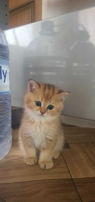 Продаеться котенок золотисто-шоколадный шиншила(британец)