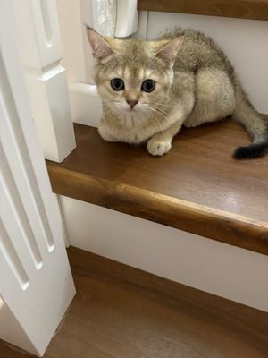 Britanskaya shinshila