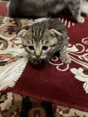скотиш фолд сотилади