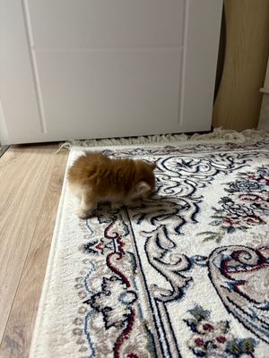 Scottish cat