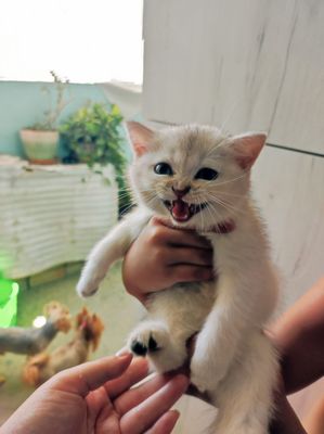 Котенок серебристая шиншилла