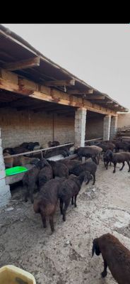ona bolma qoylar bor