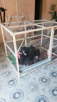 Товуклар ва жужалар учун клеткалар сотилади.