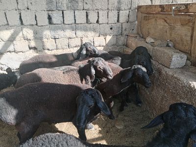 Qochqor Кочкор Kochkor