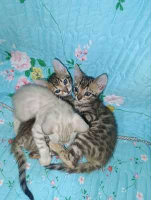 Бенгальские котята