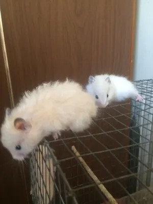 Хомяки домашние !