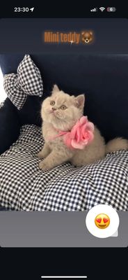 Скоттиш страйт британец мальчик 1,5 мес