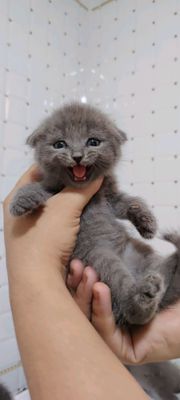 Британские котята продаётся