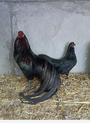 Xoʻroz Sumatra zotli