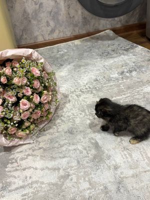 Вислоухая девочка 3 месячная