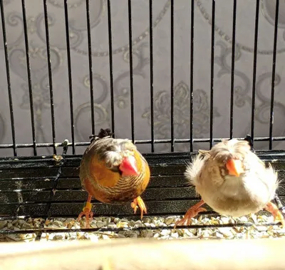 zotdor amadinka para sotiladi