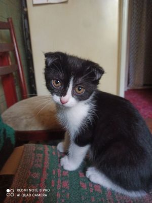Продаётся вислоухий котёнок.