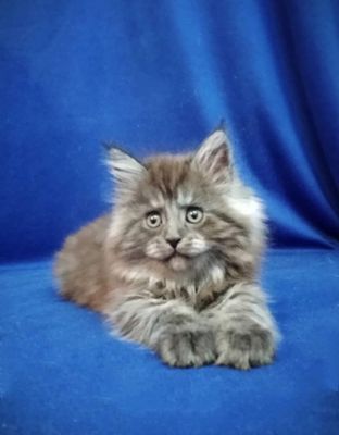 Продается котята породу мейн-кун