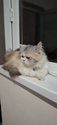 Шотландская скотиш страйт киз бола