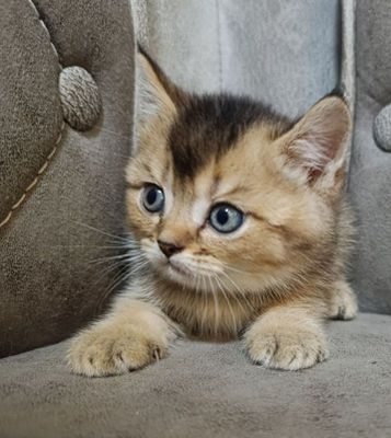 Котята британцы и шотландцы
