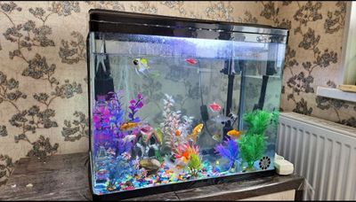 Akvarium baliqlari bilan sotiladi