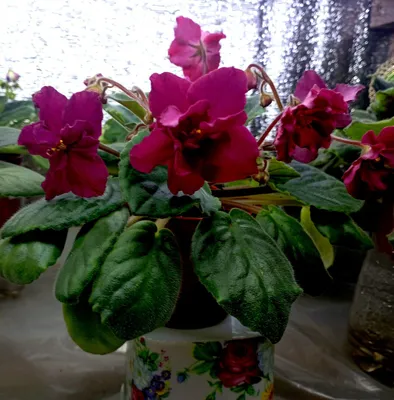Продам фиалочки и глоксинии
