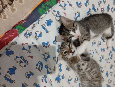 Котята девочки 1.5 мес