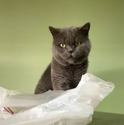 Скотиш страйт с опытом вязки