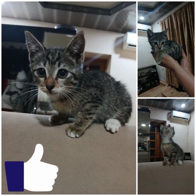 Отдам котенка в хорошие руки