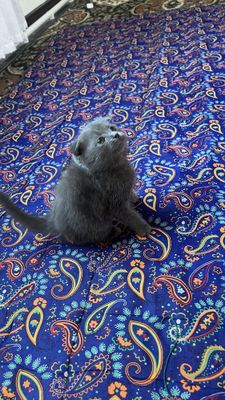 Шотладский котик