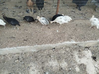 Продаются индюшата.