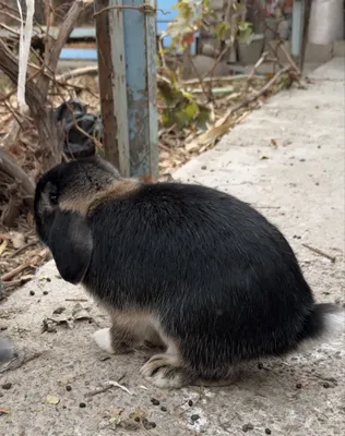 Вислоухий кролик Баран